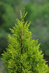 Dwarf conifers to adorn the gardens