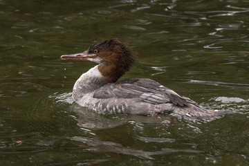 Green water merganser duck