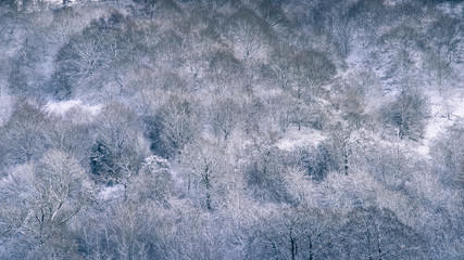 Frozen trees on The Clent Hills in Worcestershire, England