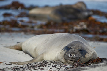 Southern Elephant Seal (Mirounga leonina) on a sandy beach on Sea Lion Island in the Falkland Islands.