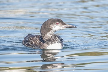 Blue water loon