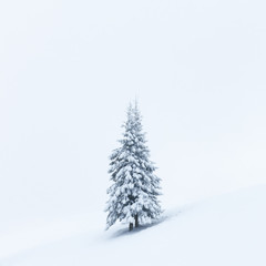 Fantastic winter landscape with alone snowy tree. Carpathians, Ukraine, Europe. Christmas holiday concept