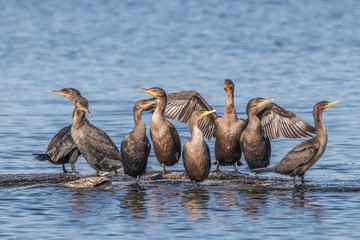 Cormorant shoals