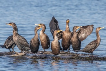 Cormorant shoals