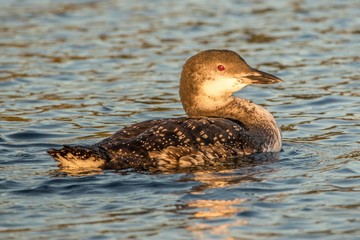 Sunset Loon
