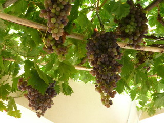 grapes on vine