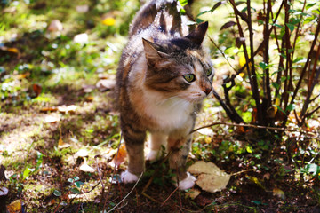 Naklejka na ściany i meble A cat with bright green eyes in the garden.