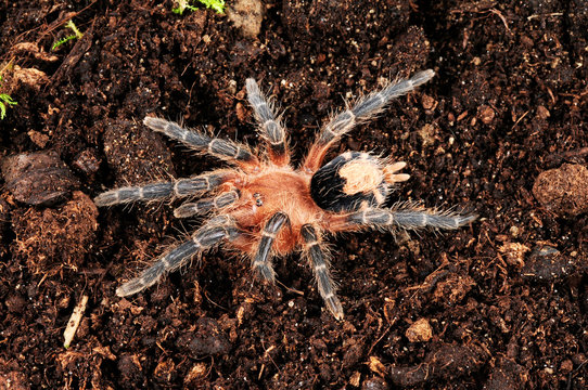 Bolivianische Zwergvogelspinne (Cyriocosmus perezmilesi) - Bolivian Dwarf Beauty