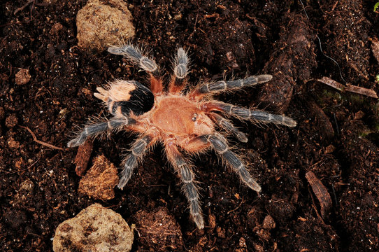 Bolivianische Zwergvogelspinne (Cyriocosmus perezmilesi) - Bolivian Dwarf Beauty