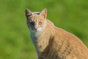 gatto rosso con occhi gialli