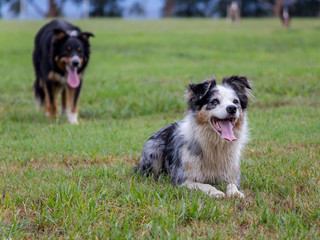Two Border Collie Dogs