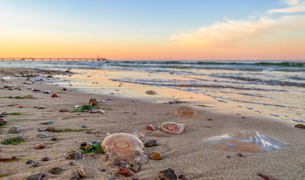 Klimawandel ? Ohrenquallen Plage an den Str&auml;nden der Ostsee bei Zinnowitz / Usedom