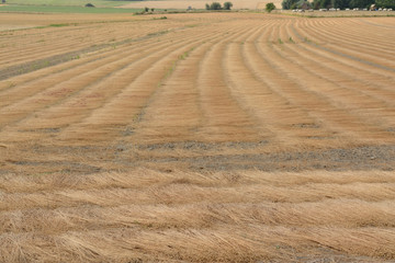 Close up of lines of cut flax, with their matured seed balls. Lying on a field, in thick layers, during the retting and forming like waves. Cows, trees and shrubs in the background. Belgium