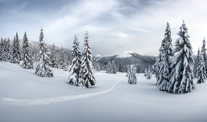 Fantastic winter landscape with snowy trees. Carpathian mountains, Ukraine, Europe. Christmas...