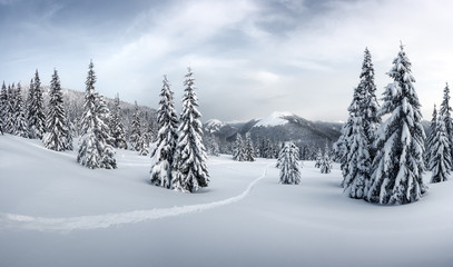 Fantastic winter landscape with snowy trees. Carpathian mountains, Ukraine, Europe. Christmas holiday concept