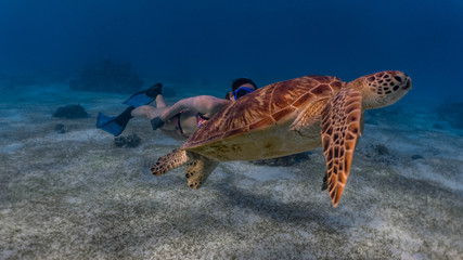 A lady free diver in sexy bikini chasing a green sea turtle in a sandy reef