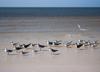 Two of these birds are not like the others