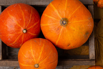 Close-up autumn harvest background. Pumpkins on rustic wooden table. Top view. Copy space. Autumn concept. Free space.