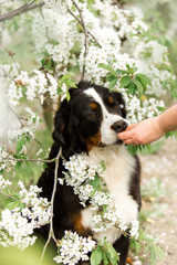 Bernese mountain dog sit on grass . white trees and white flowers on background
