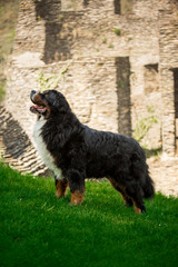 big Bernese mountain dog stay on grass. castle on background
