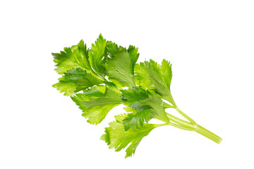 Fresh celery sprig isolated on white background. Apium graveolens. Antiseptic of the urinary...