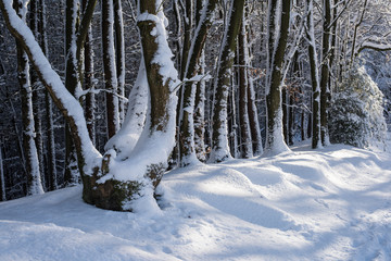 Winter path on The Clent Hills, Worcestershire