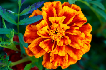 Red marigold in a flower bed in the garden, close-up.