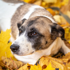 The dog lies in the autumn leaves