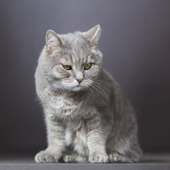 Naklejka na ściany i meble Gray elderly cat on a blurred background.