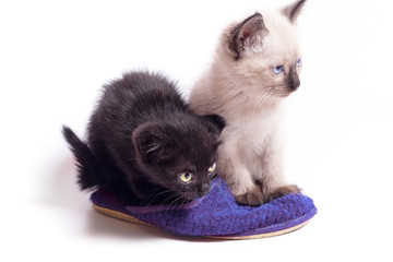 Two kittens of color point and black play with slippers
