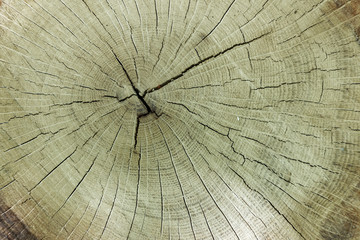 Cross section of wood  a tree tronk.