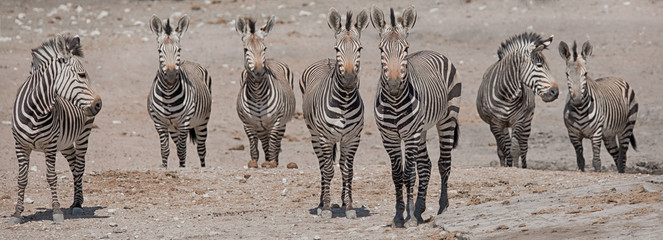 zebra