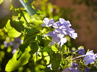 fleur mauve © Sophie