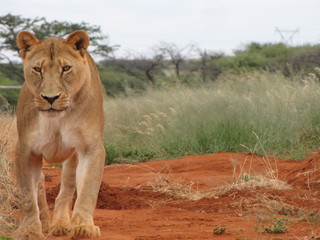 Fototapeta na wymiar Female lion walking towards me
