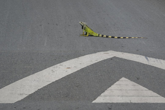 Pavement markings point to an insolent green iguana in the middle of a road.