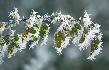 Frozen leaves on branches of tree in winter with patterns of ice floes, background beauty in nature