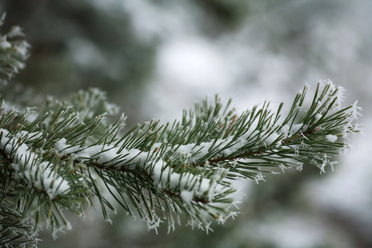 Fototapeta Frozen needles of pine tree branches in winter with patterns floes, background beauty in nature