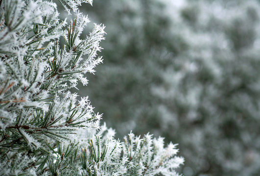 Fototapeta Frozen needles of pine tree branches in winter with patterns floes, background beauty in nature
