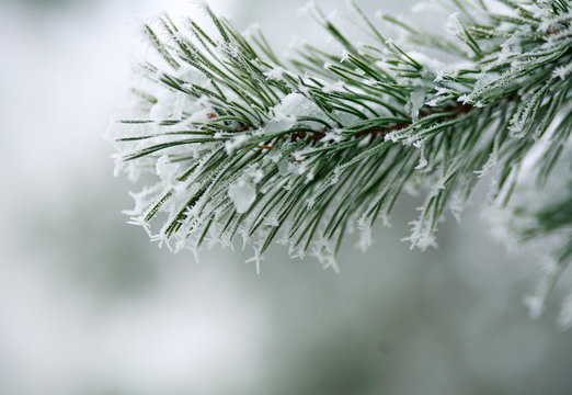 Fototapeta Frozen needles of pine tree branches in winter with patterns floes, background beauty in nature