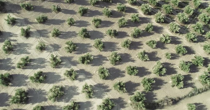 Olive trees fields in Jaen near Cazorla Andalucia Spain