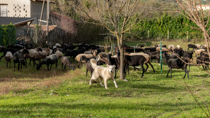 Naklejka na ściany i meble Maremma shepherd dog takes care of the livestock