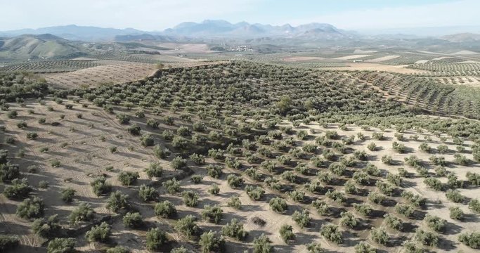 Olive trees fields in Jaen near Cazorla Andalucia Spain