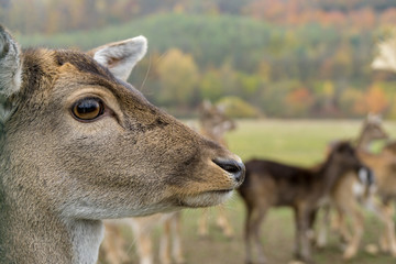 portrait of a deer