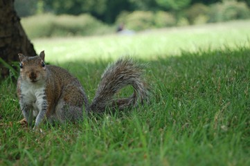 Squirrel on grass