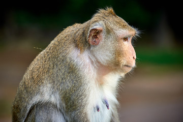 A long-tailed macaque monkey seated on a rock near Angkor Wat, Cambodia in the background is a green blurred landscape