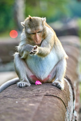 Obraz premium A long-tailed macaque monkey seated on a rock near Angkor Wat, Cambodia in the background is a green blurred landscape