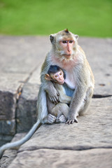 A long-tailed macaque monkey , nursing her child near Angkor Wat, Cambodia in the background is a green blurred landscape
