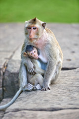 A long-tailed macaque monkey , nursing her child near Angkor Wat, Cambodia in the background is a green blurred landscape
