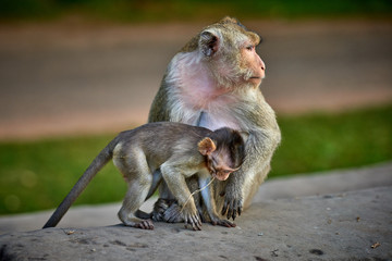 Fototapeta premium A long-tailed macaque monkey , nursing her child near Angkor Wat, Cambodia in the background is a green blurred landscape