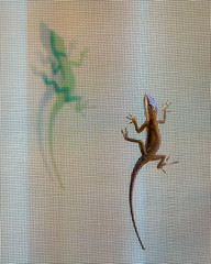 lizard and shadows on the screen door